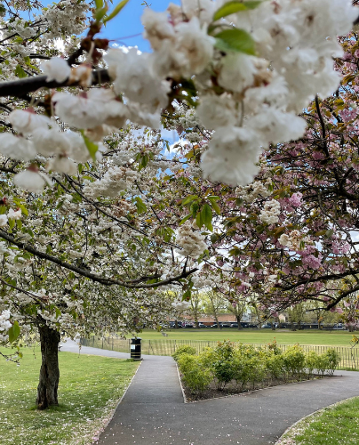 404x500 Deptford Park.png