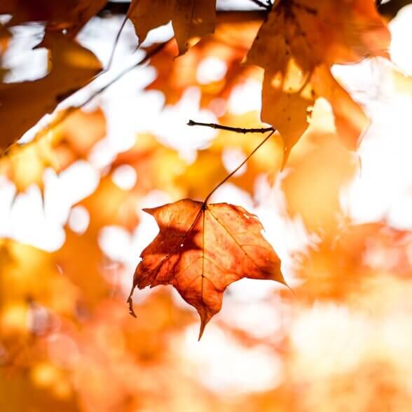 Autumn in Deptford (2).jpg